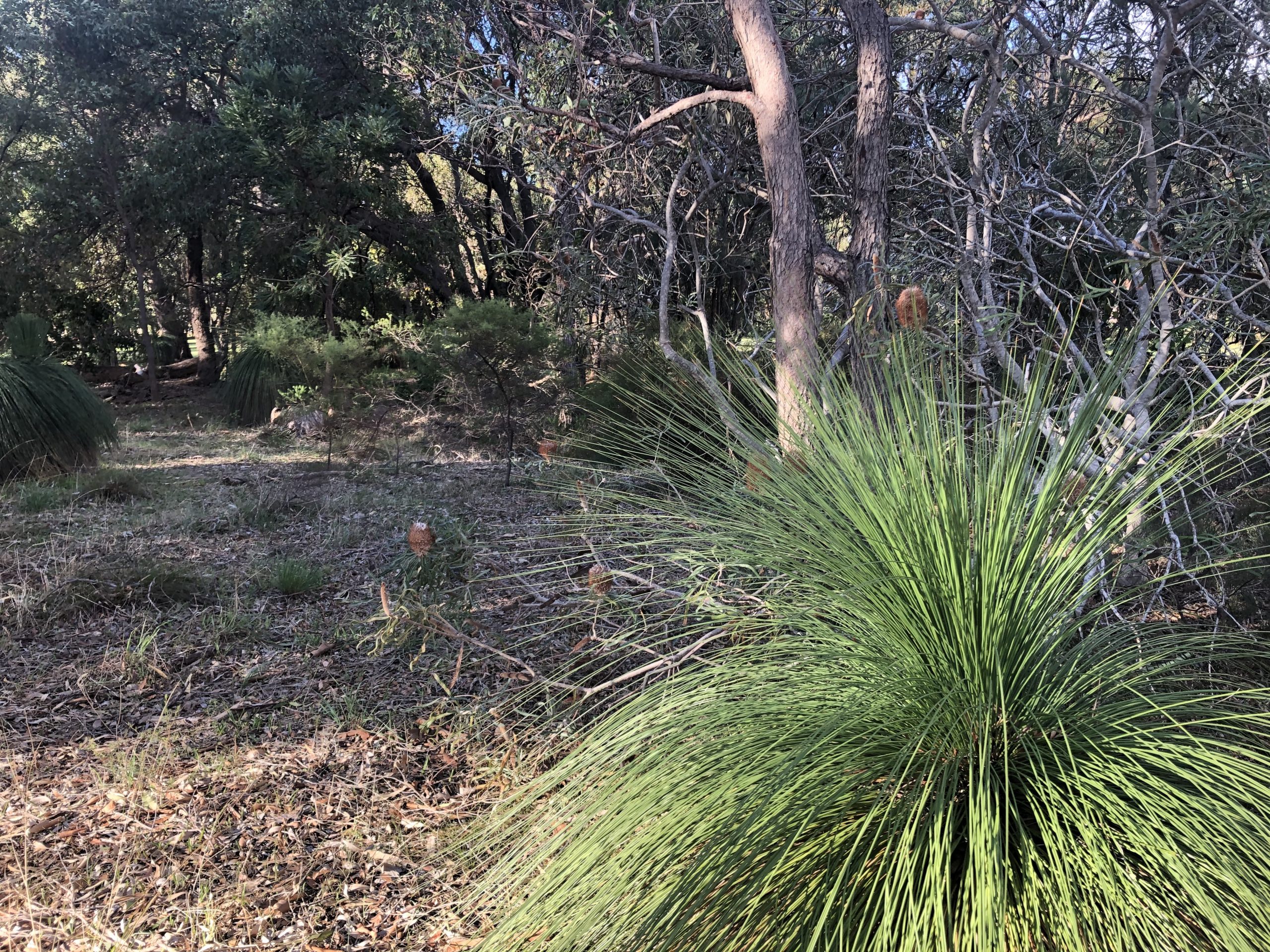 I hate running. Coronavirus and how I stopped worrying and learned to love the run.